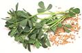 Fenugreek